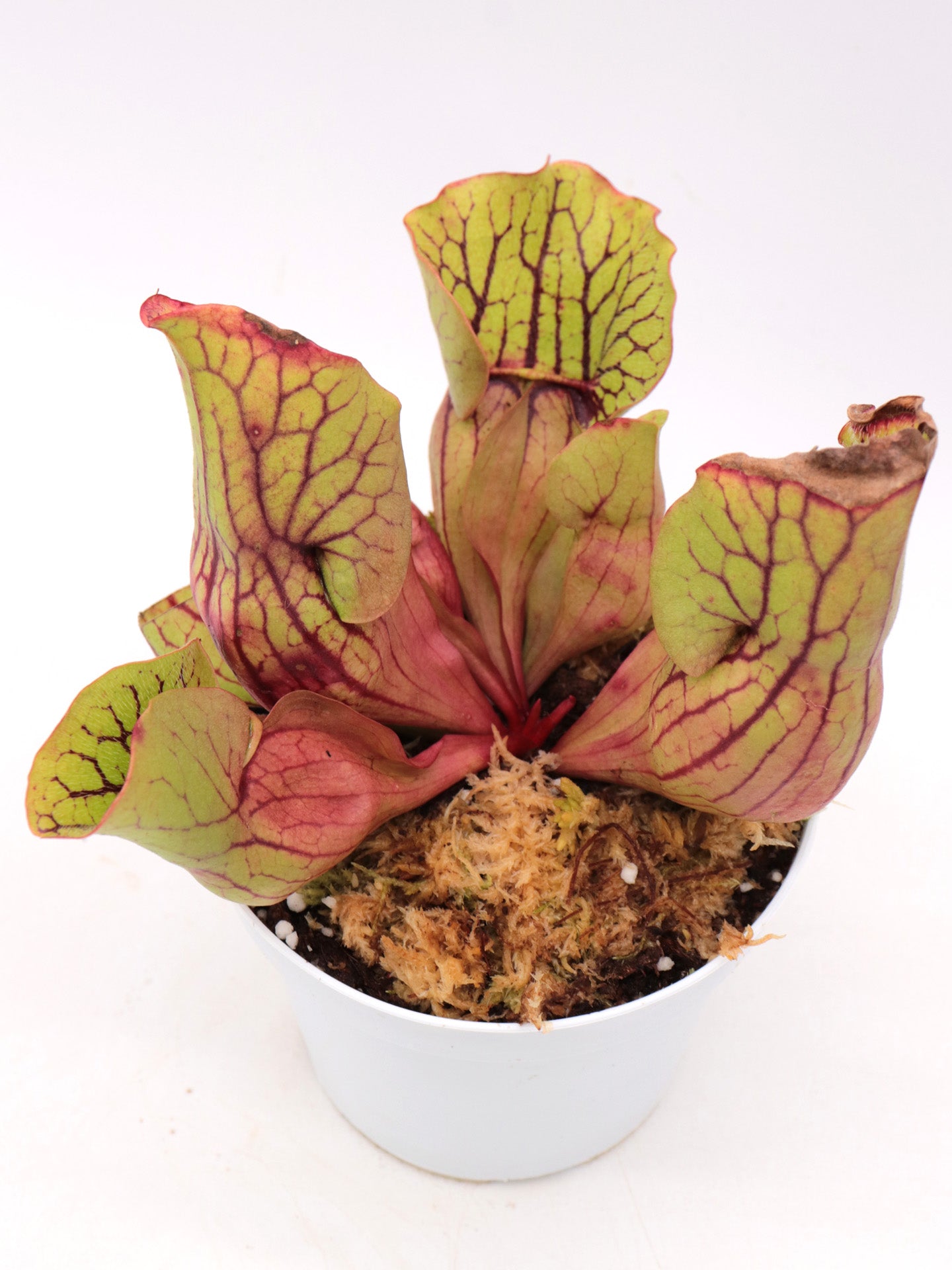 Sarracenia purpurea ssp. venosa Sheely Pond x montana Tom's Swamp