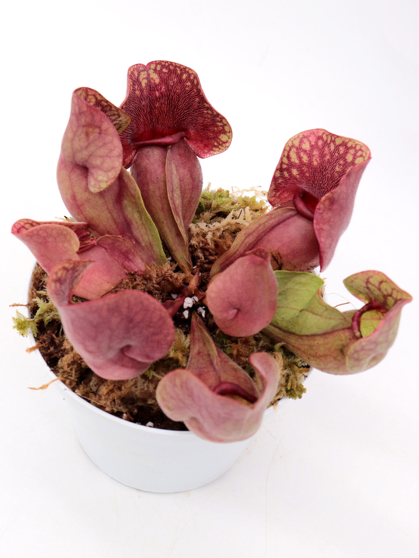 Sarracenia purpurea ssp. venosa ("Yellow flower x luteola) x rosea "Chipola Giant"