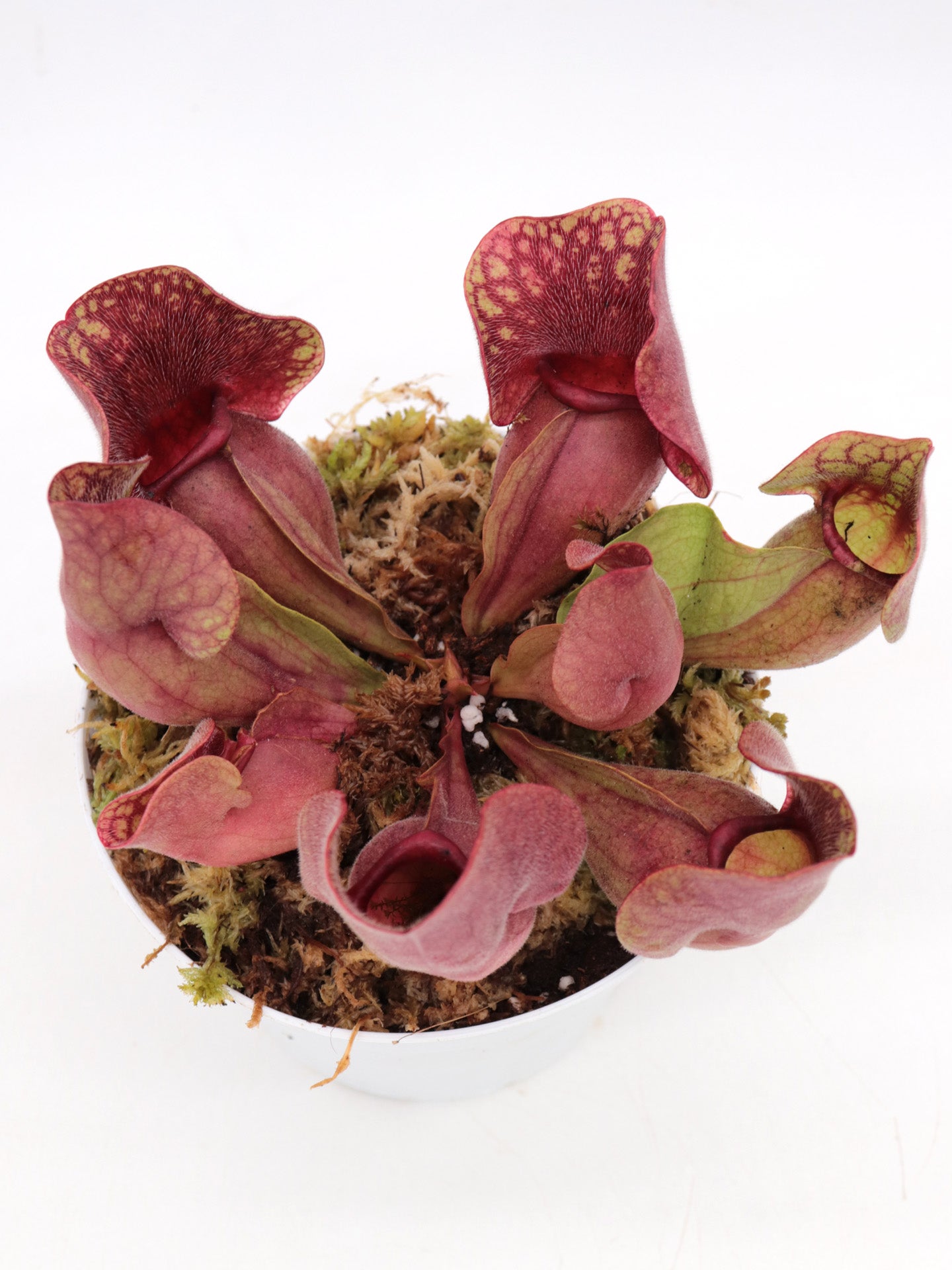 Sarracenia purpurea ssp. venosa ("Yellow flower x luteola) x rosea "Chipola Giant"