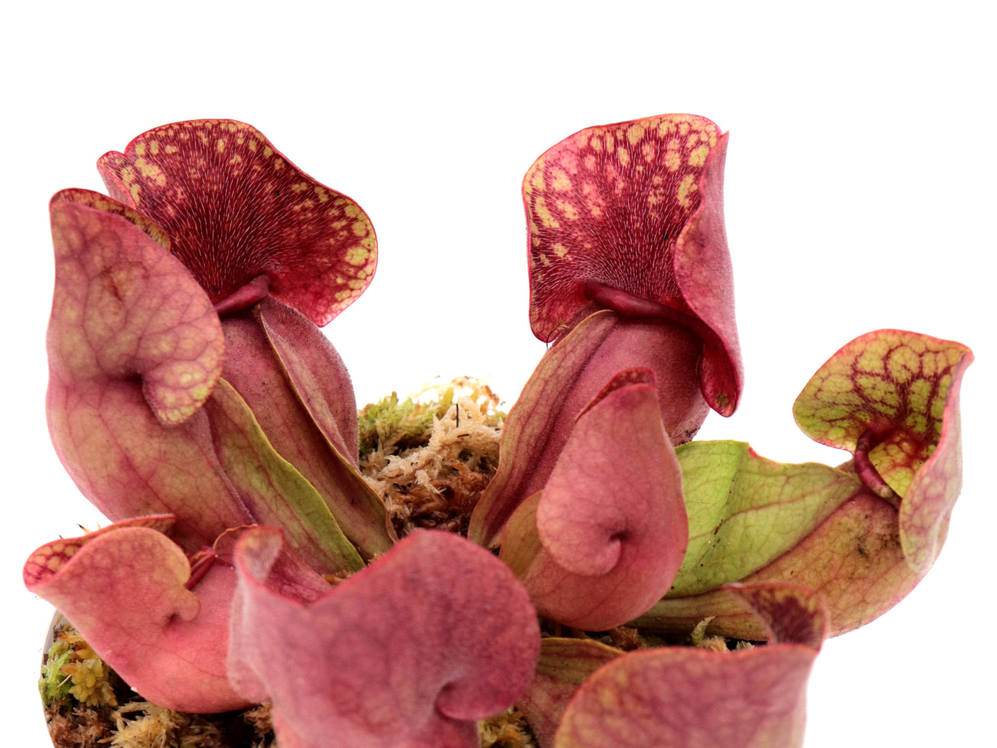 Sarracenia purpurea ssp. venosa ("Yellow flower x luteola) x rosea "Chipola Giant"