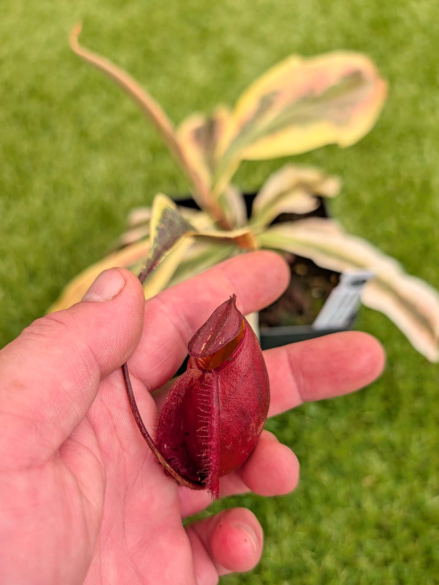 ASTA 6 : Nepenthes 'Viking' x ampullaria Variegated VERY LARGE SIZE