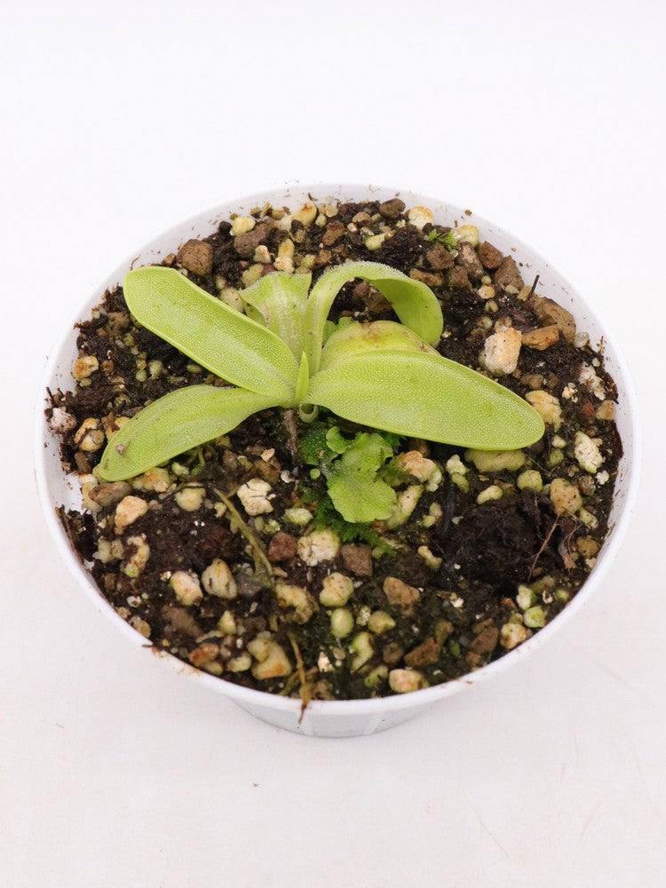 Pinguicula vulgaris  Ireland