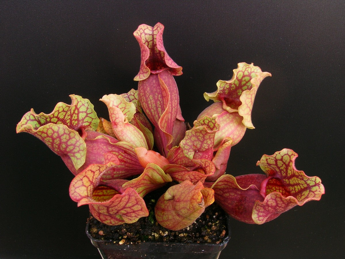 Sarracenia rosea Walton County