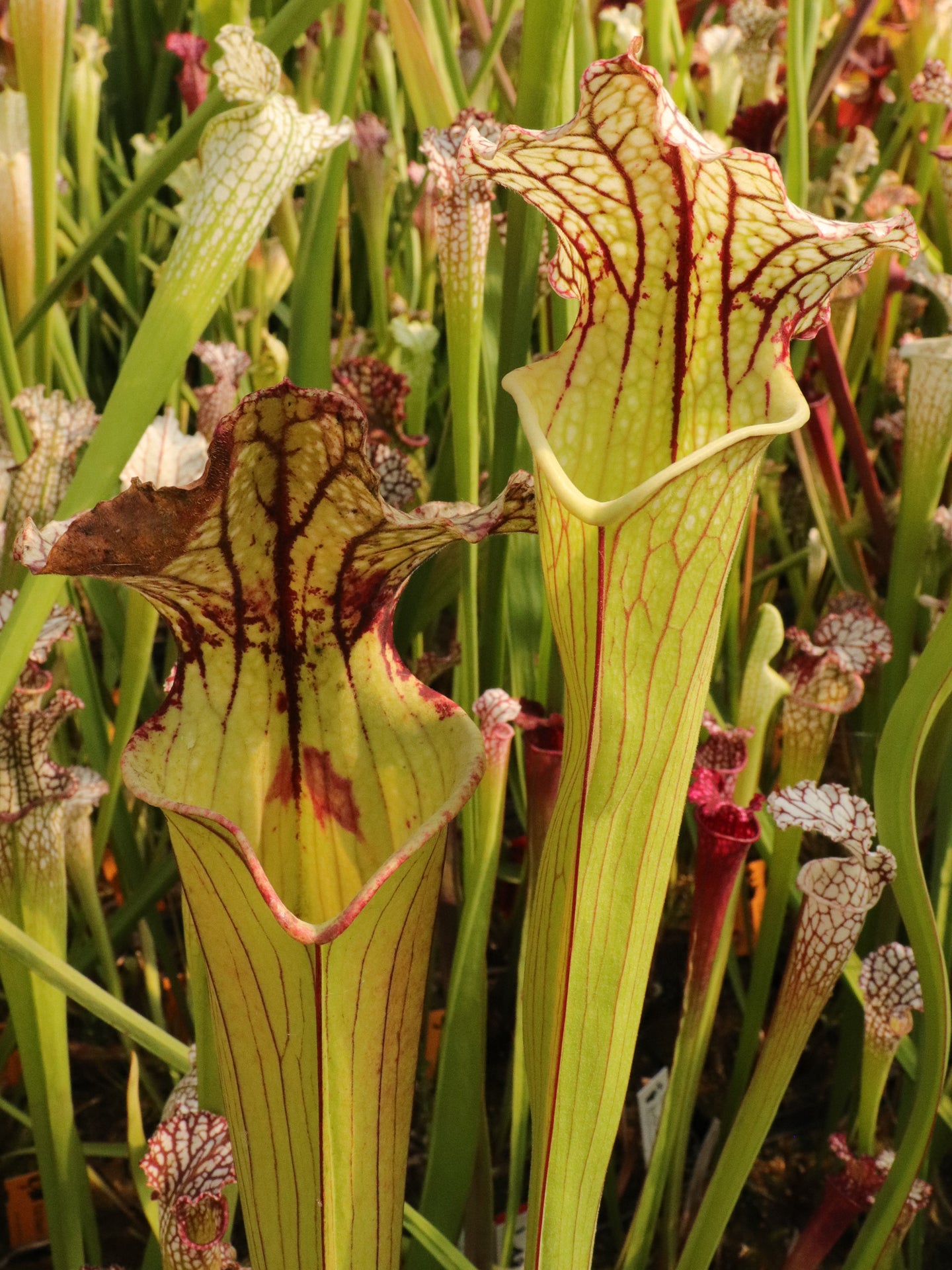 Sarracenia 'Whale Throat'