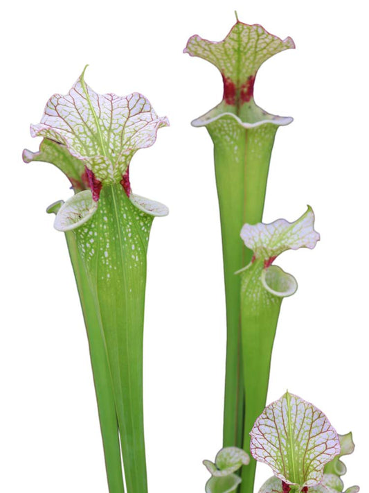 H8 GC  S.x moorei "White Queen"