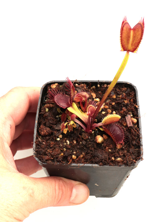 Dionaea muscipula BCP Titan Z06