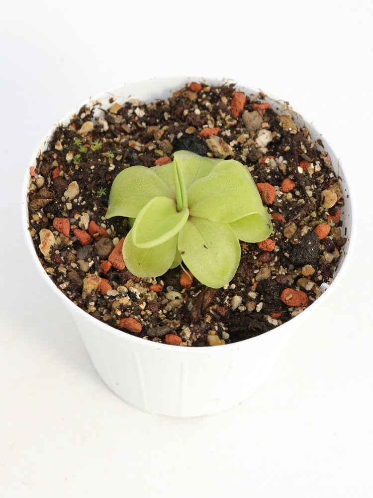 Pinguicula zecheri