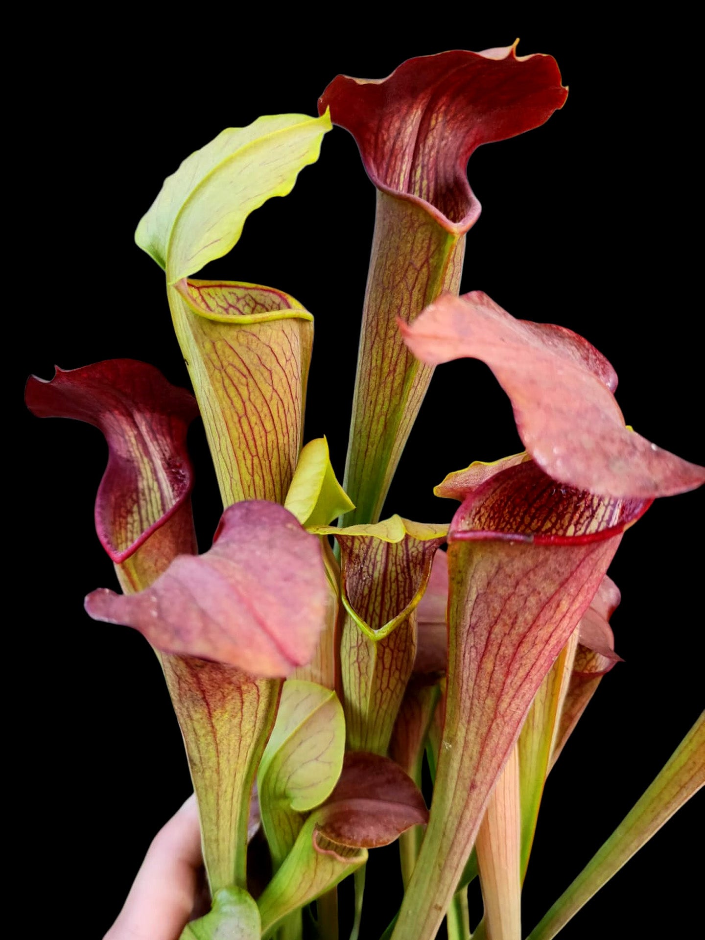 Sarracenia alata var. rubrioperculata Heavy veined, red lid A21 MK
