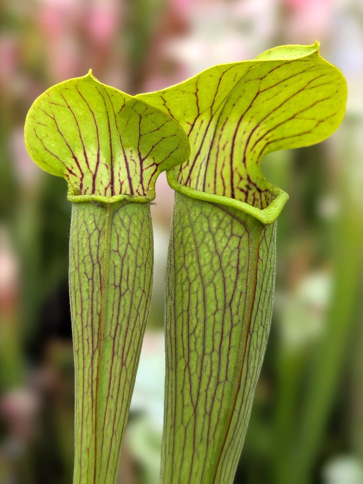 Sarracenia alata var. alata "Light vein, Later red lid" A50 MK