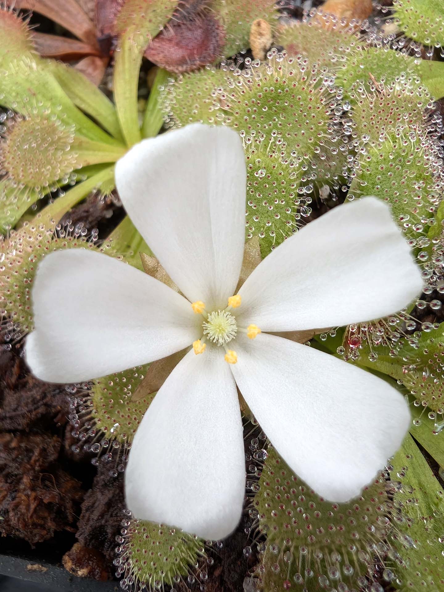 Drosera aberrans Dunolly