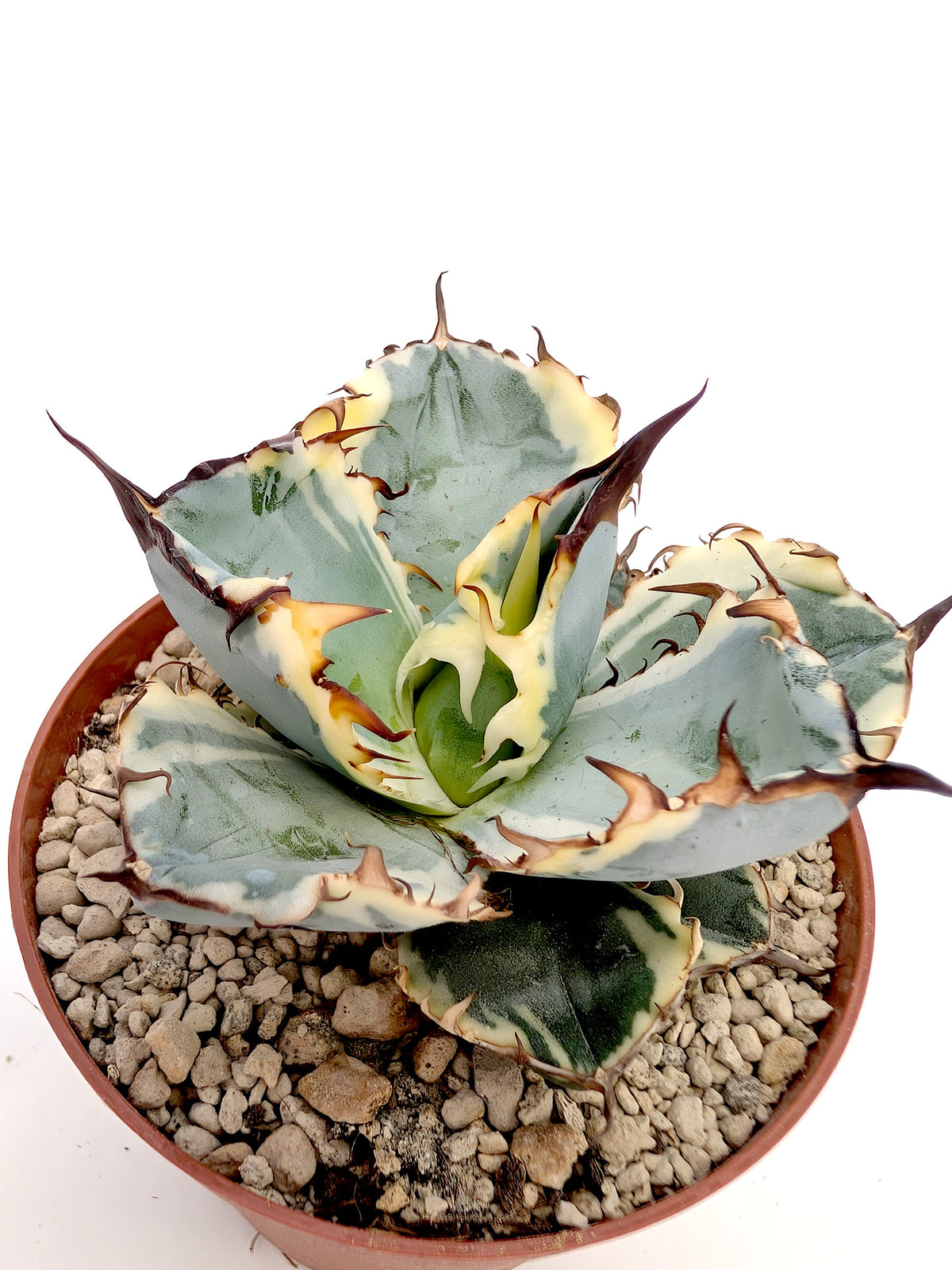 Agave titanota 'Black and Blue' f. variegata