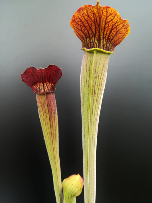 AL20 RVL Sarracenia alata var. rubrioperculata