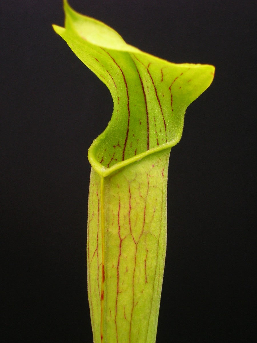 A11 MK Sarracenia alata var. geflügeltes West-Louisiana