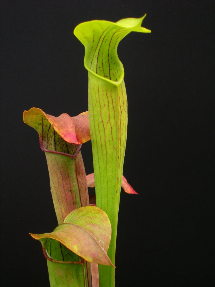 A11 MK Sarracenia alata var. geflügeltes West-Louisiana