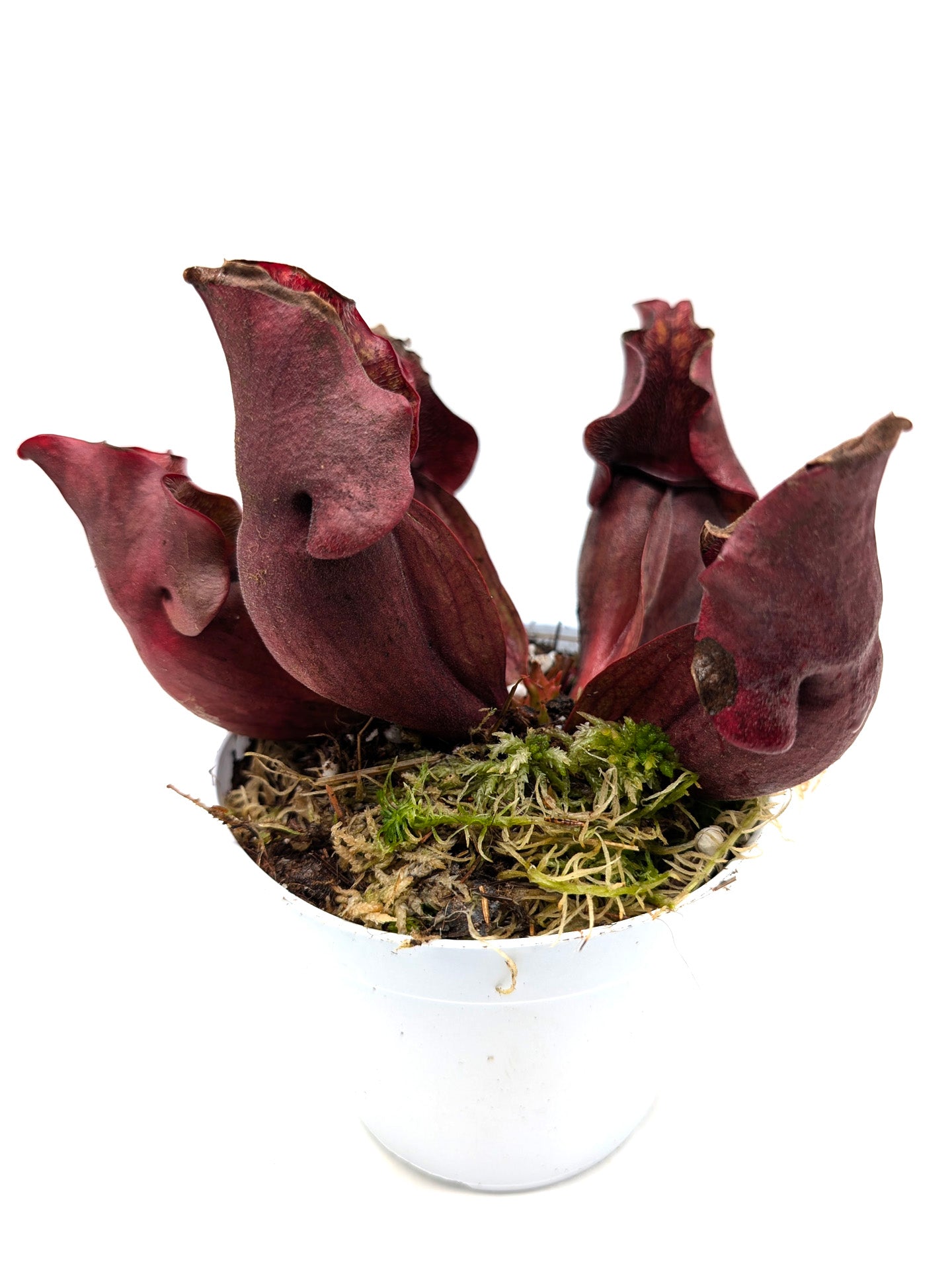 Sarracenia purpurea ssp. venosa "All Red" North of Supply, Green Swamp