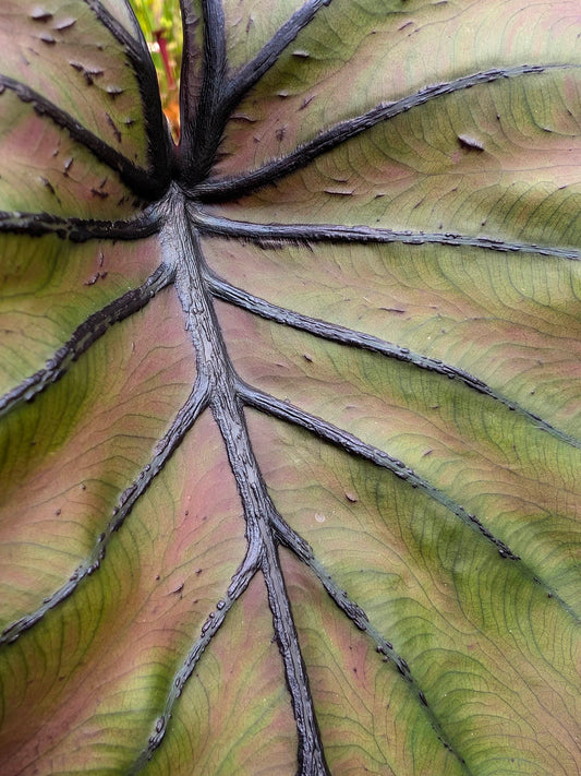 Colocasia esculenta ‘Pharaoh’s Mask’