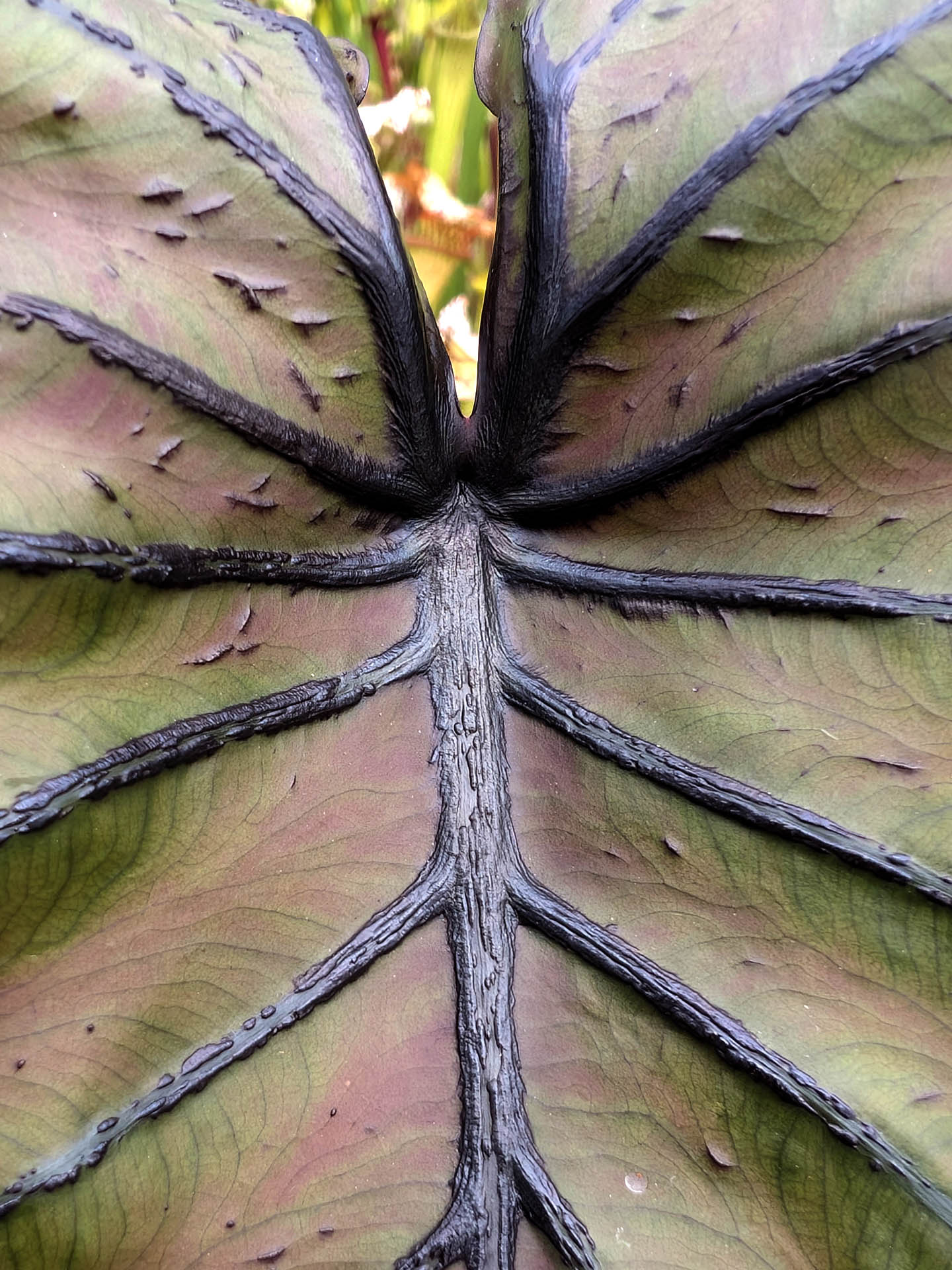 Colocasia esculenta ‘Pharaoh’s Mask’