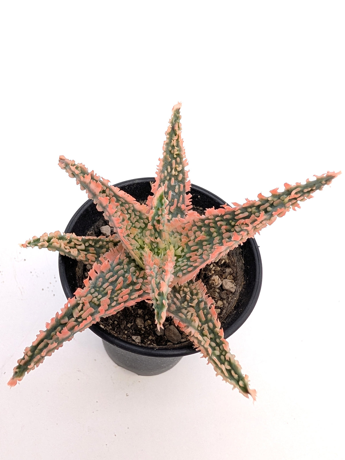 Aloe TCT Hybrid "Pink"