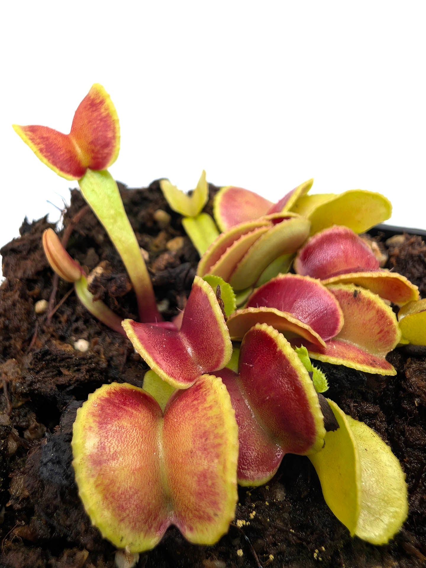 Dionaea muscipula Amarone