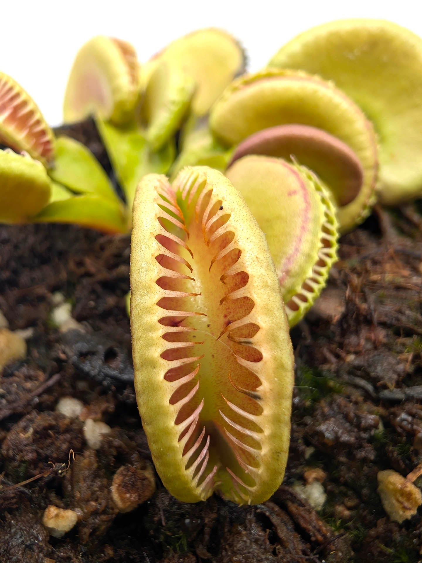 Dionaea muscipula Amenhotep