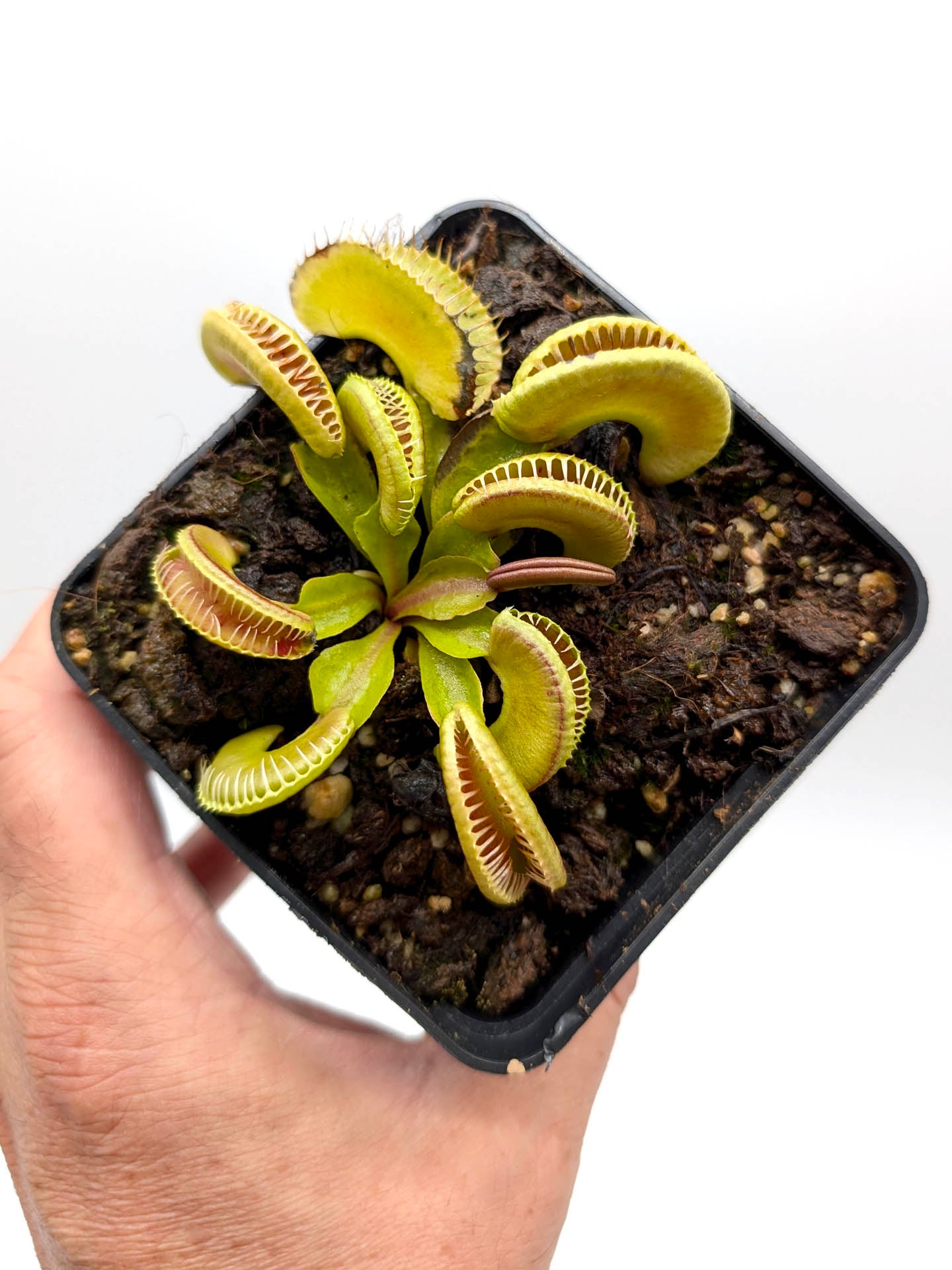Dionaea muscipula Amenhotep