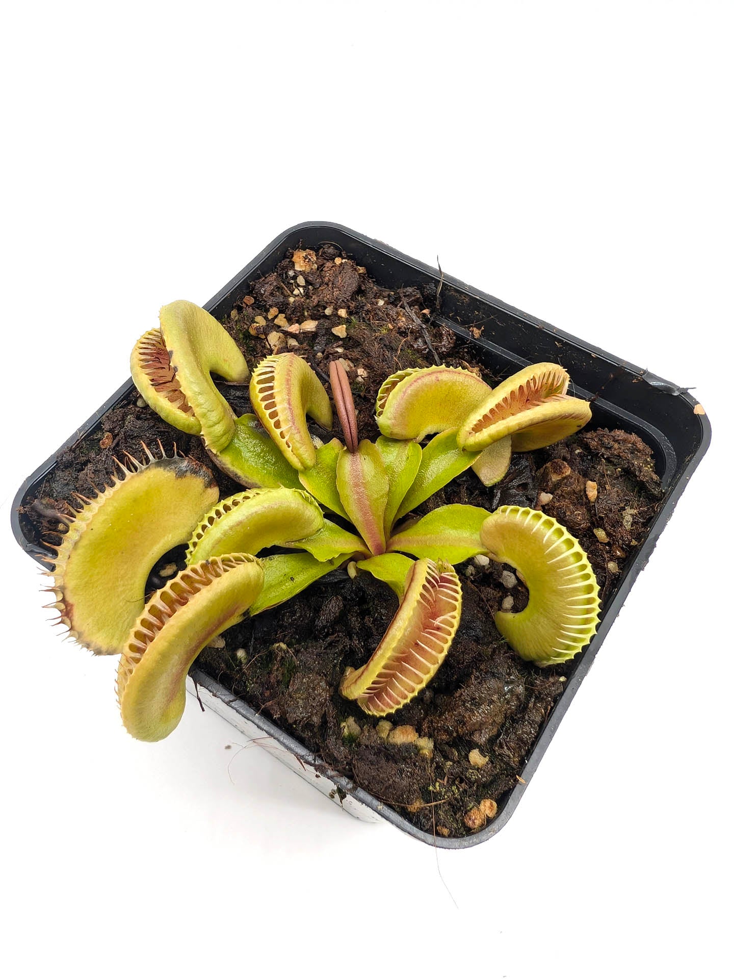 Dionaea muscipula Amenhotep