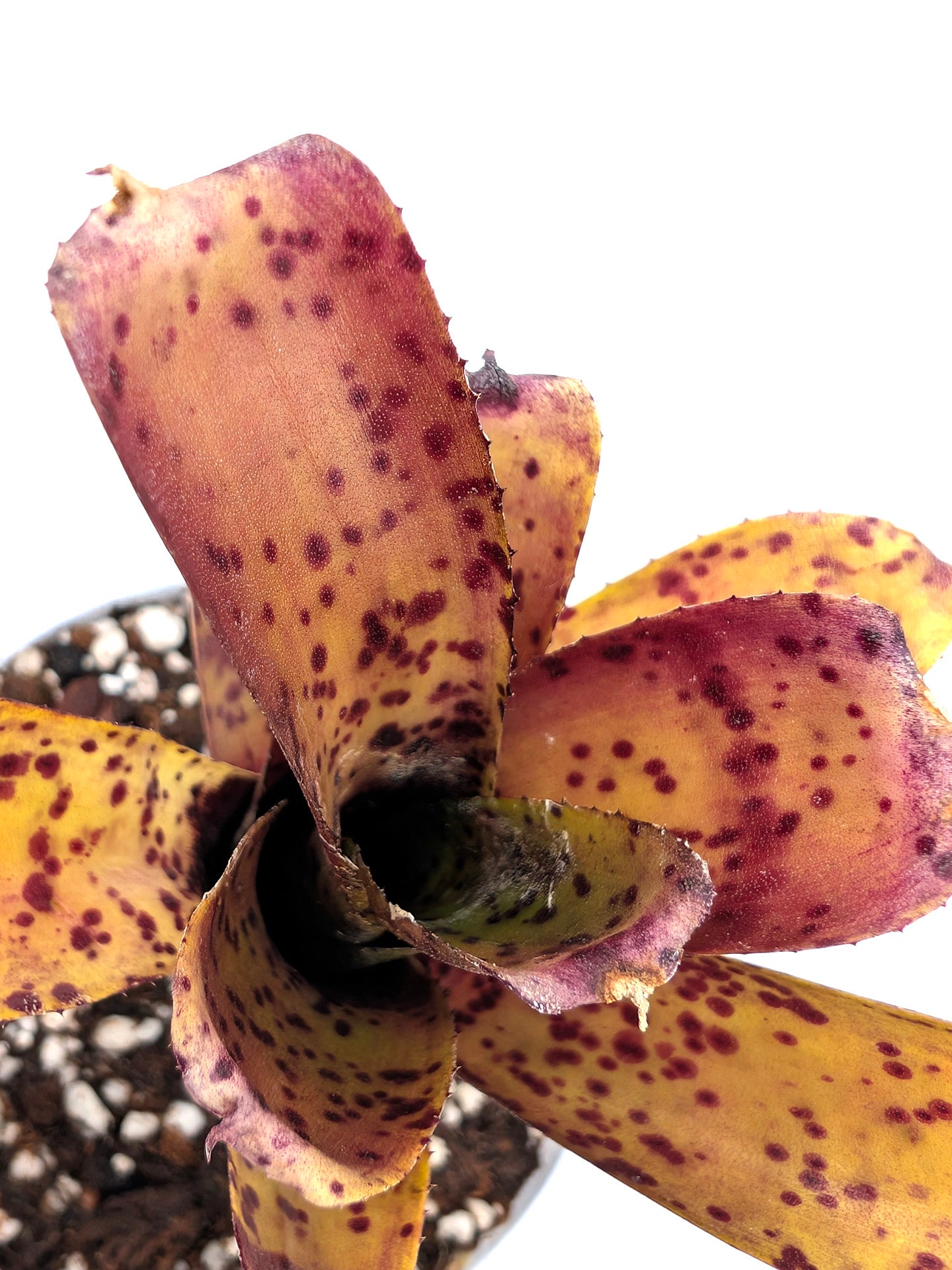 Neoregelia ampullacea x pauciflora