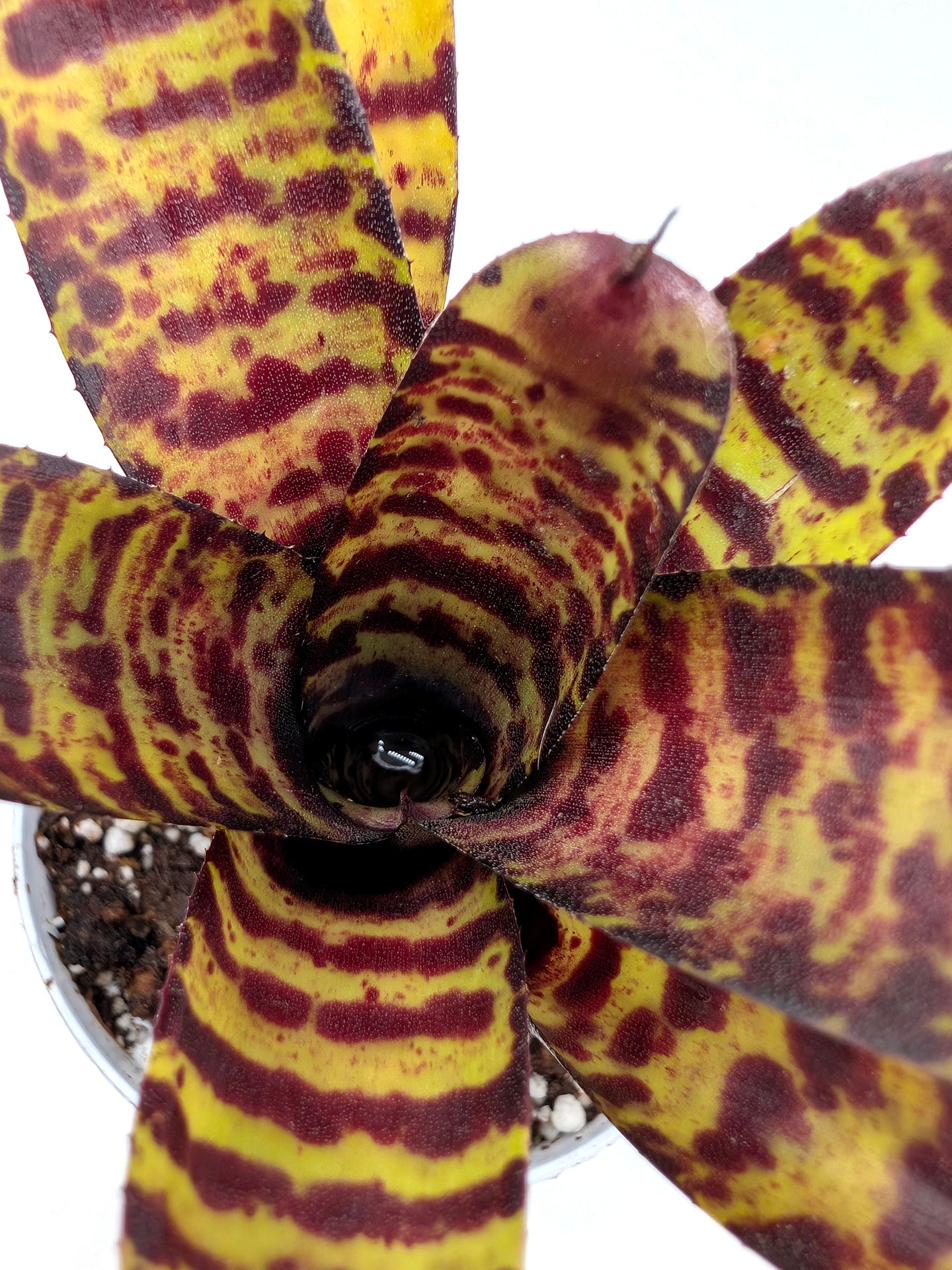 Neoregelia ampullacea x Wirlwind
