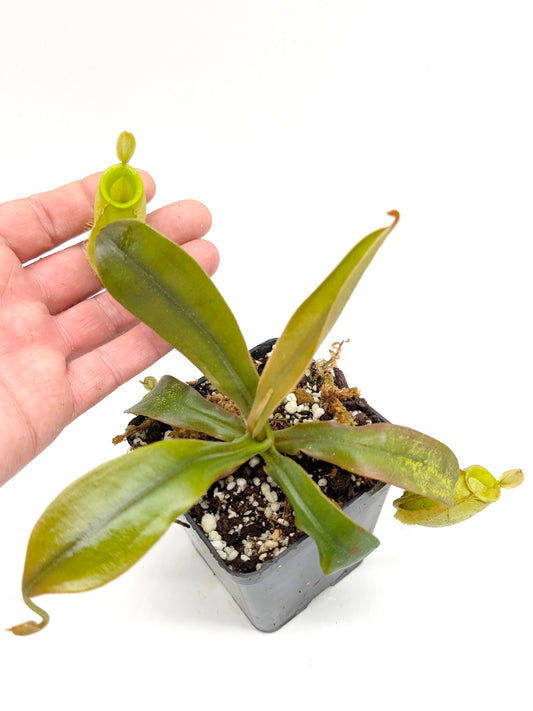 Nepenthes ampullaria  "Orange leaf"  Tayeve, Irian Jaya