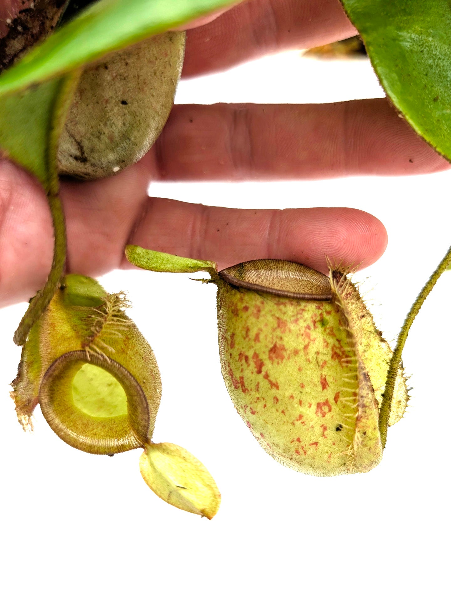 Nepenthes ampullaria Sendwa, Irian Jaya