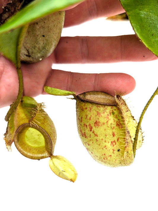 Nepenthes ampullaria  Sendwa, Irian Jaya