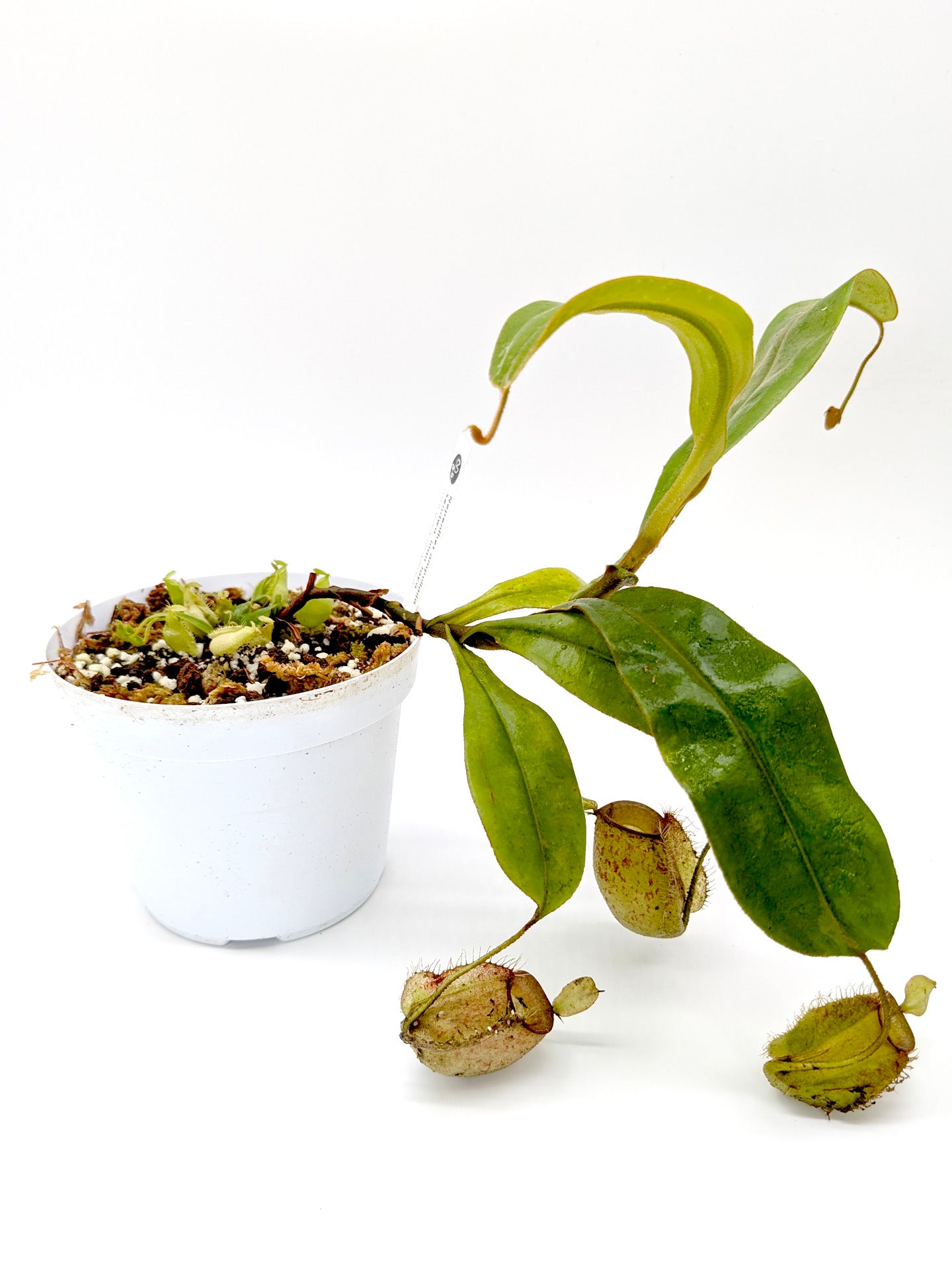 Nepenthes ampullaria Sendwa, Irian Jaya