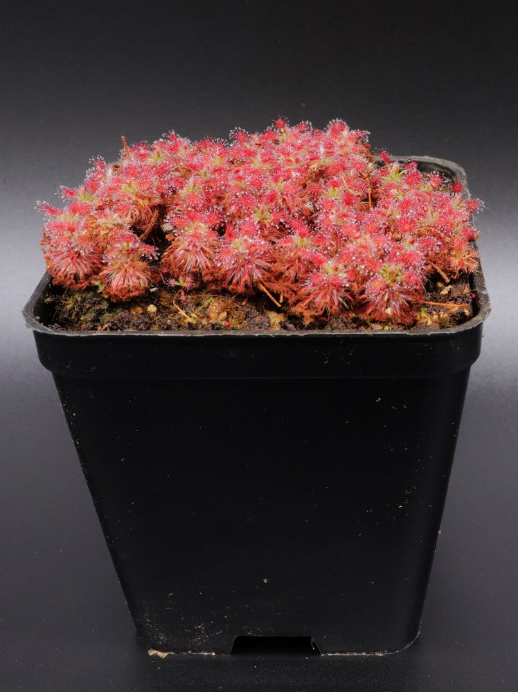 Drosera androsacea