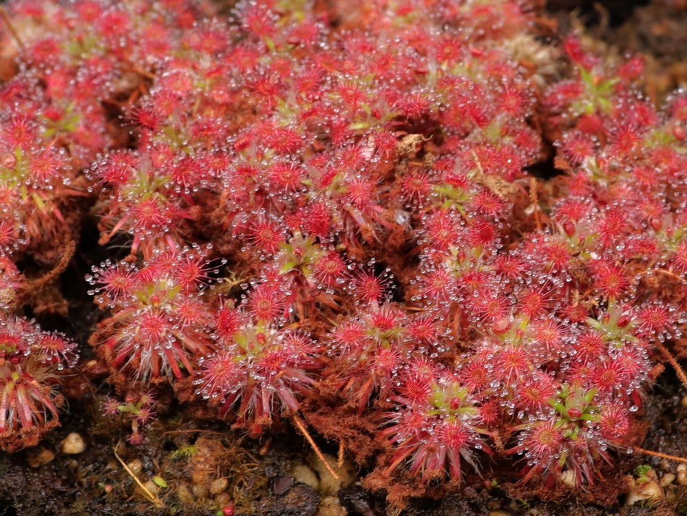 Drosera androsacea