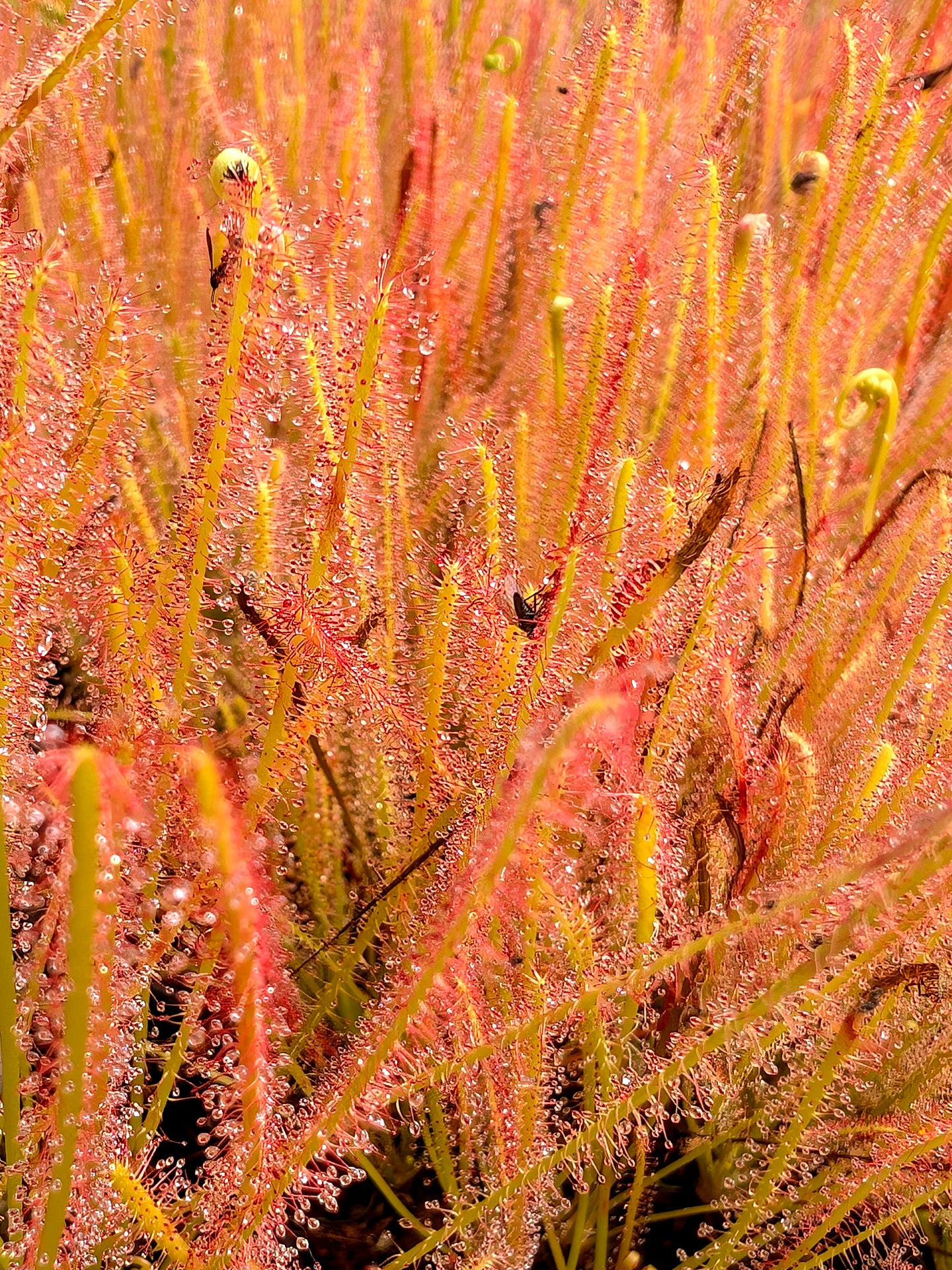 Drosera anglica x filiformis „All Red“