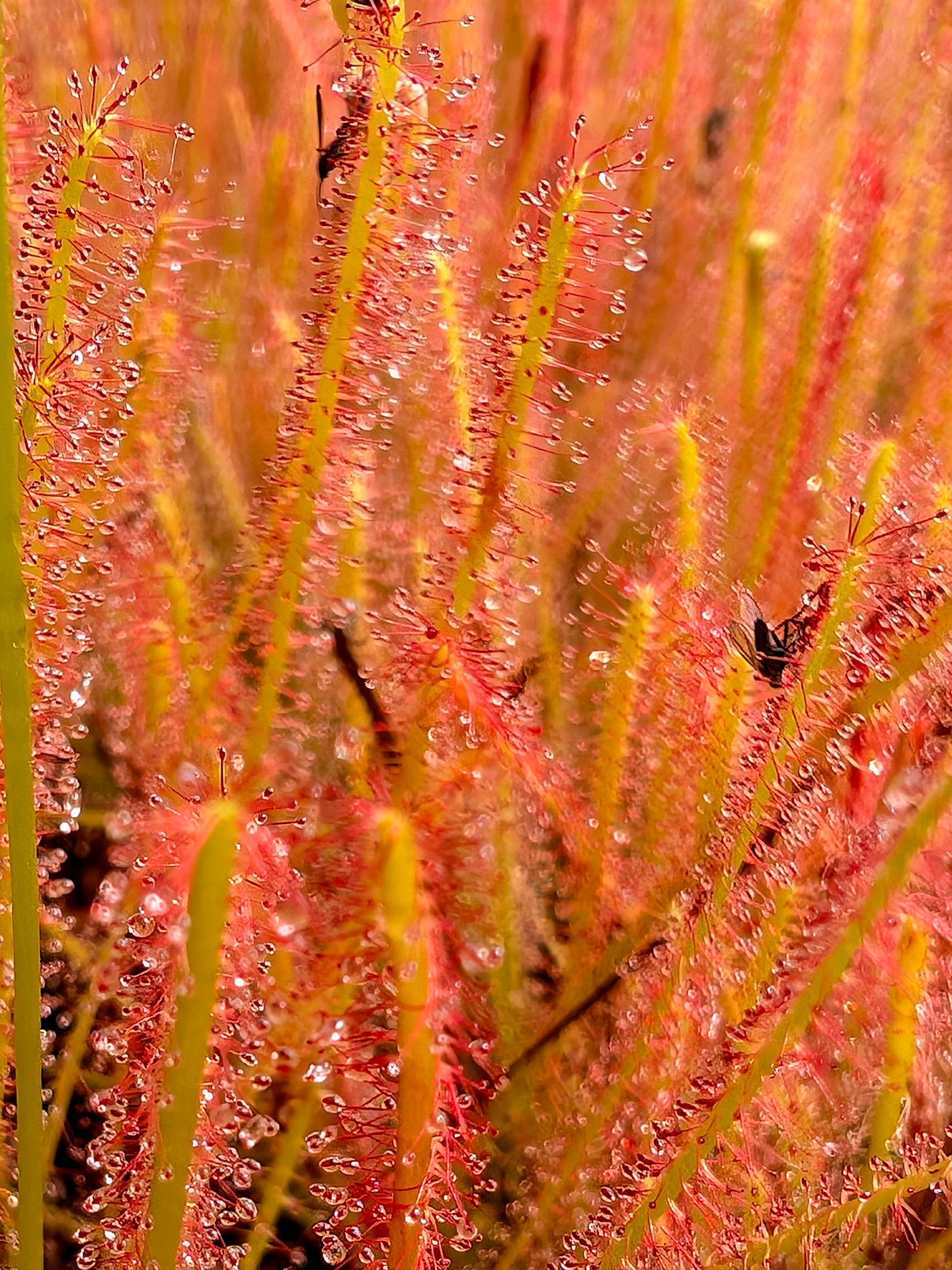 Drosera anglica x filiformis „All Red“