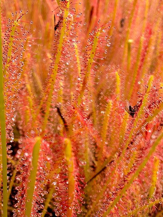 Drosera anglica x filiformis "All Red"