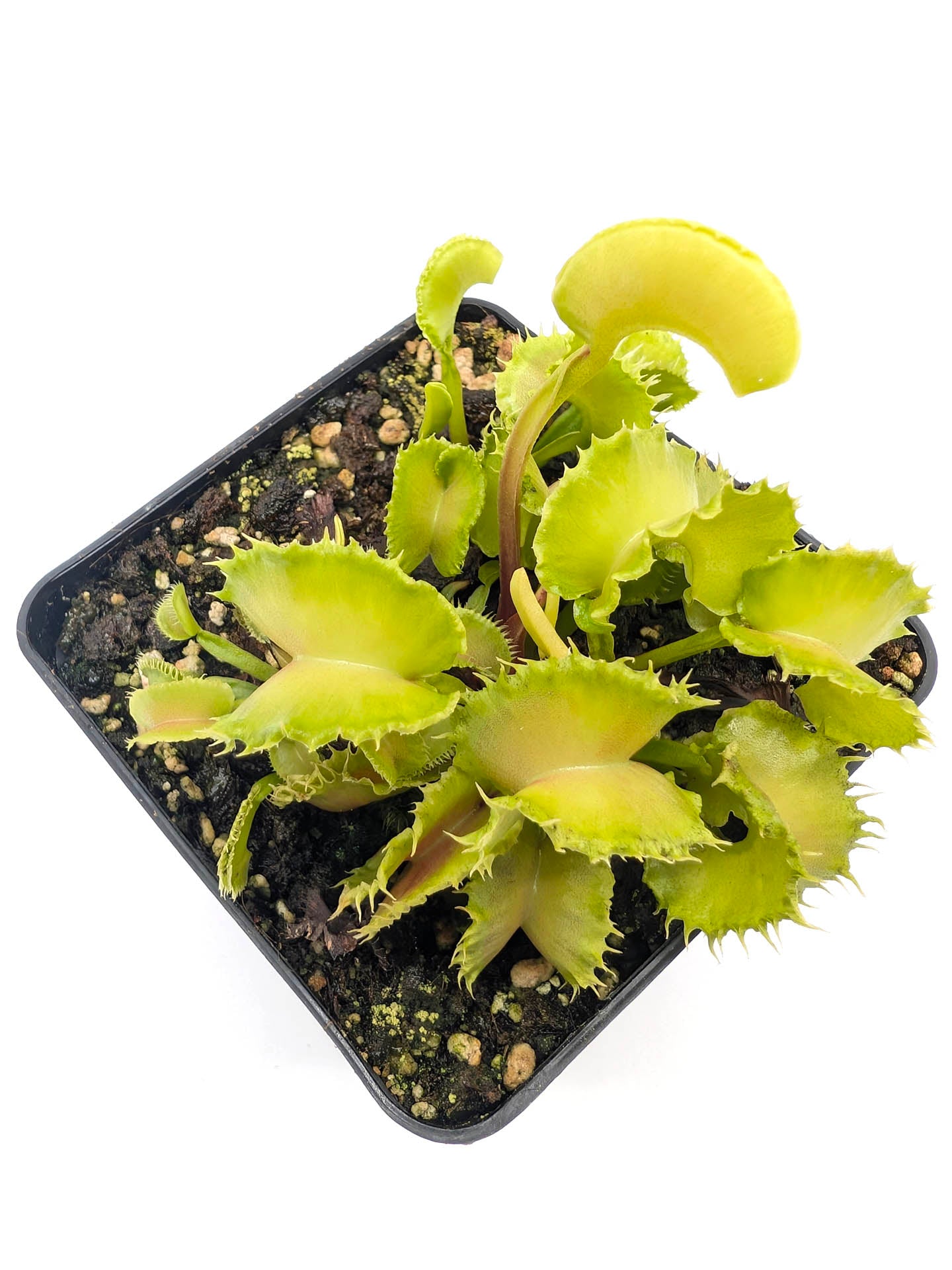 Dionaea muscipula Angry Lettuce