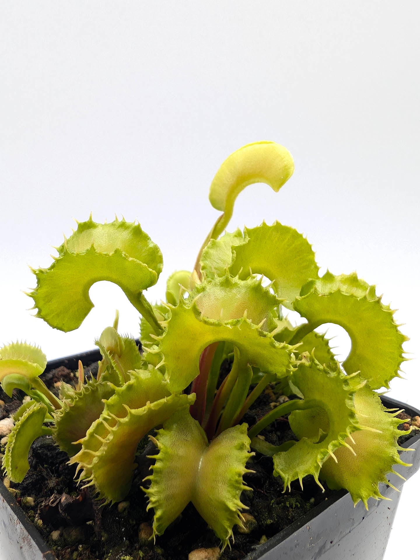 Dionaea muscipula Angry Lettuce