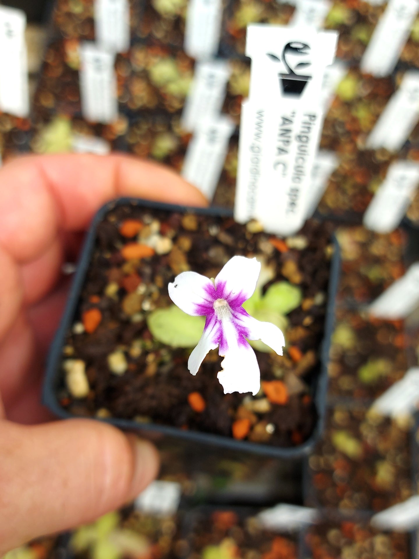 Pinguicula spec. ANPA C