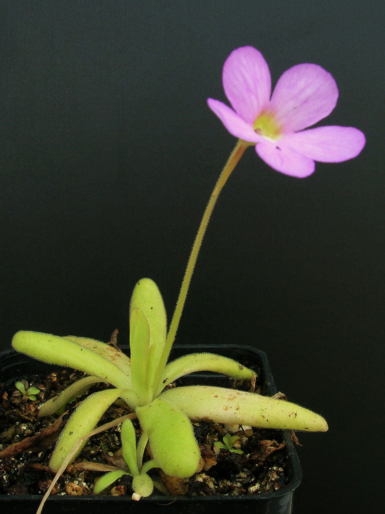 Pinguicula x 'Aphrodite'