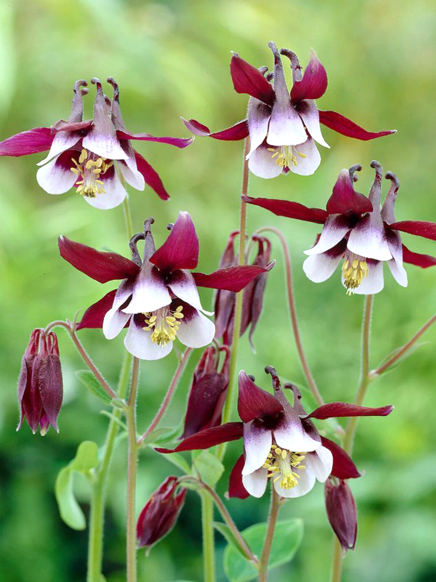 Aquilegia 'William Guiness'