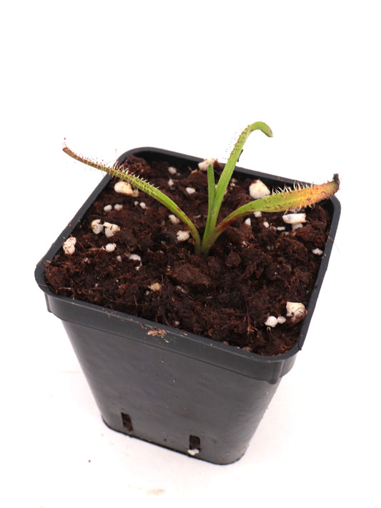 Drosera arcturi  Gelignite Creek, Tasmania