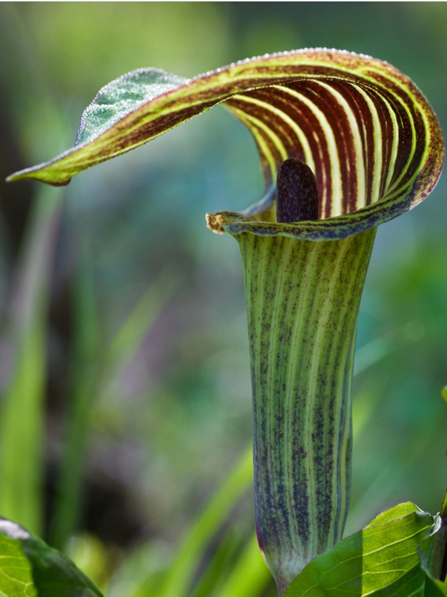 Arisaema concinnum