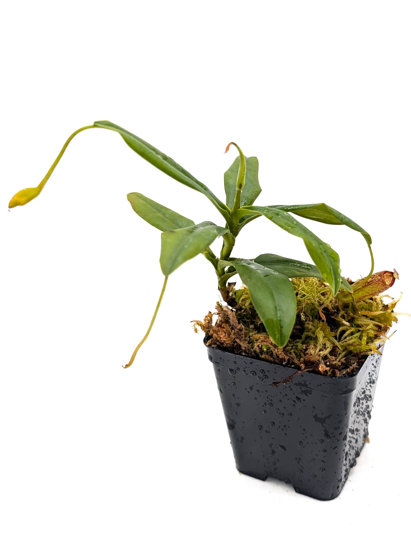 Nepenthes aristolochioides x campanulata