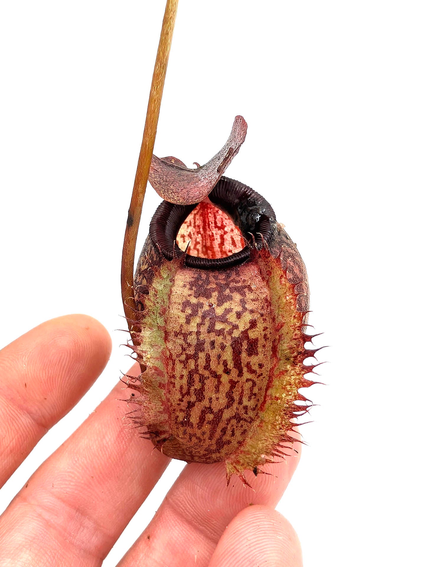 Nepenthes aristolochioides x undulatifolia