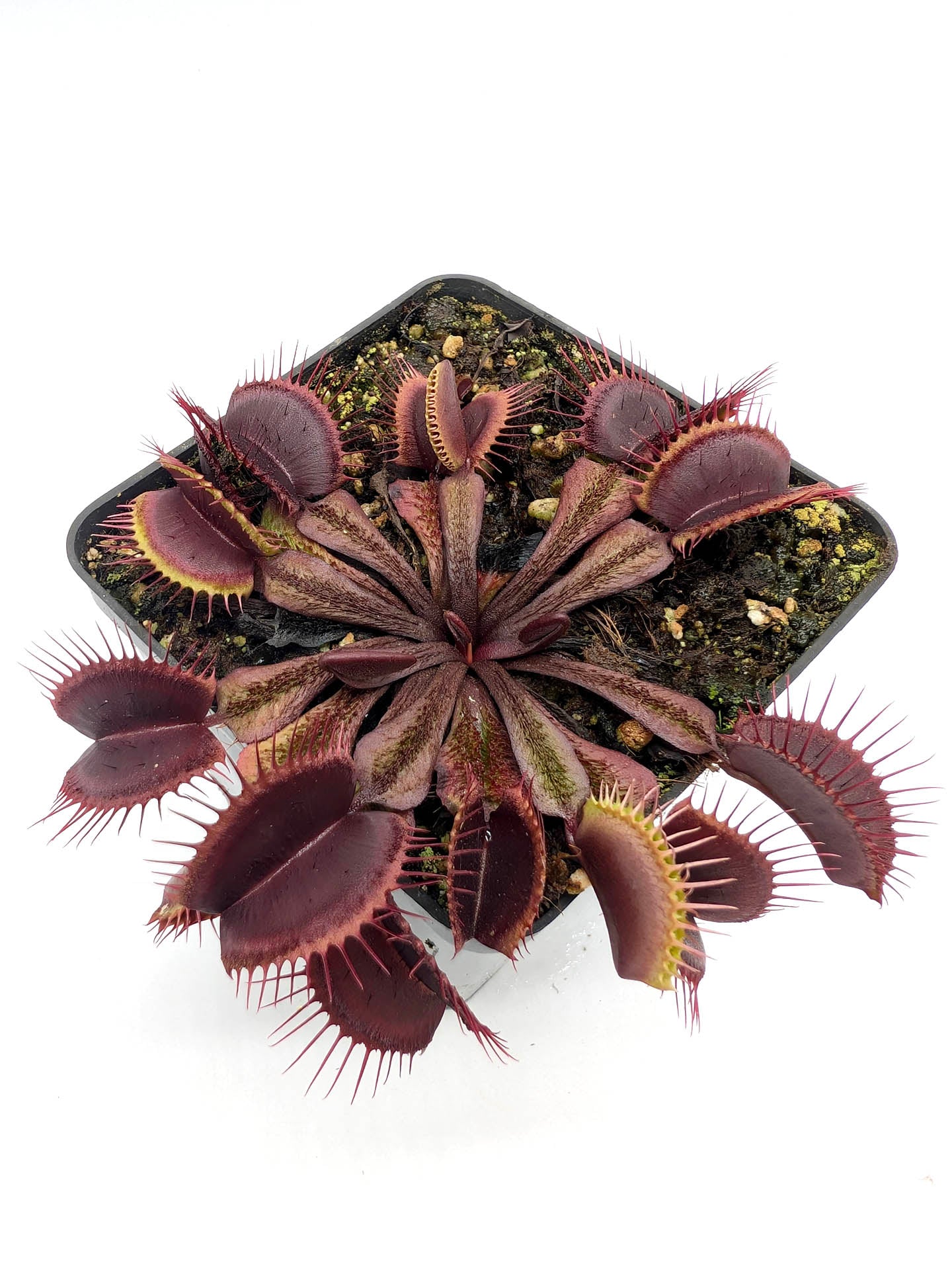 Dionaea muscipula Asura