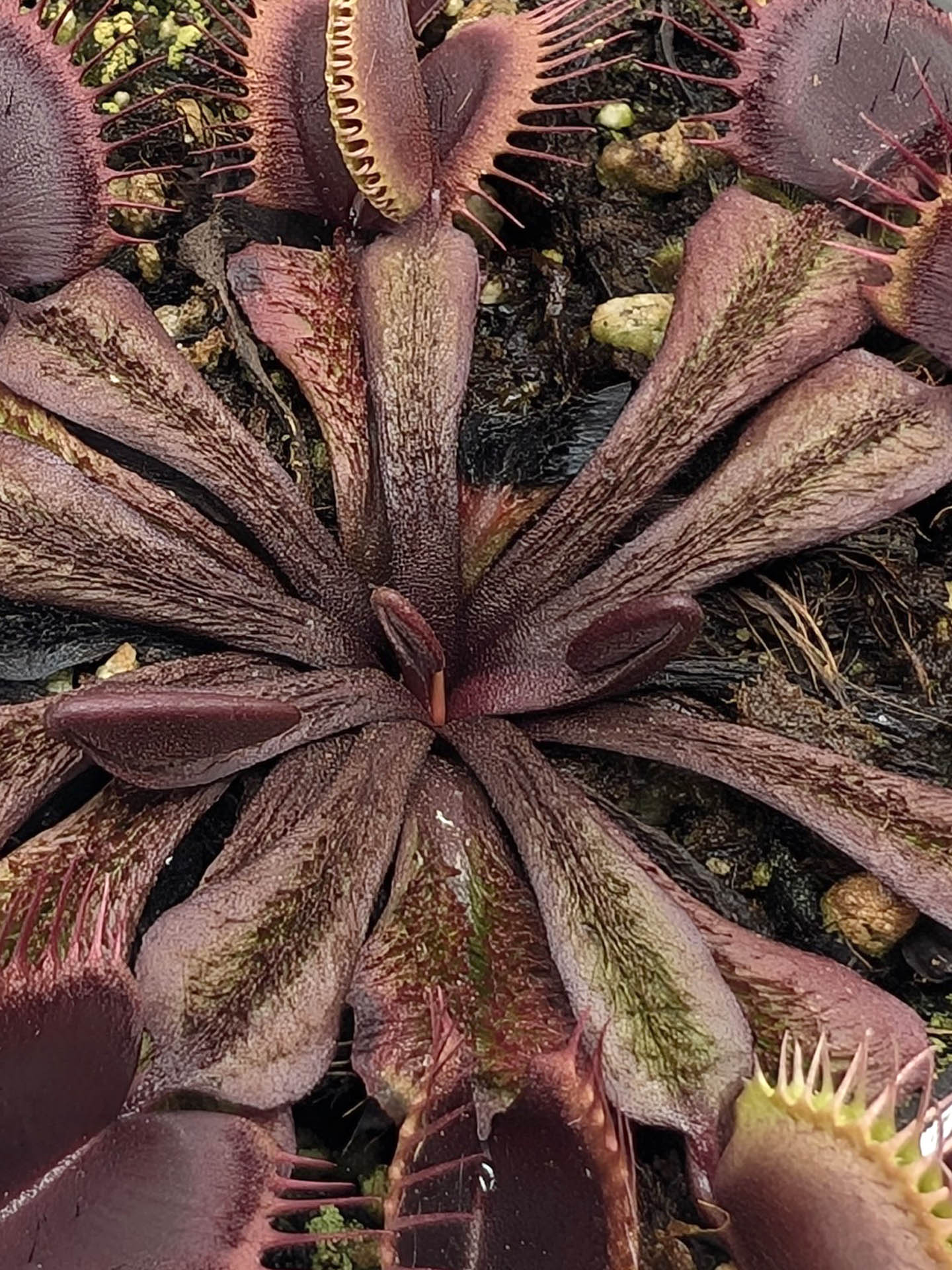 Dionaea muscipula Asura
