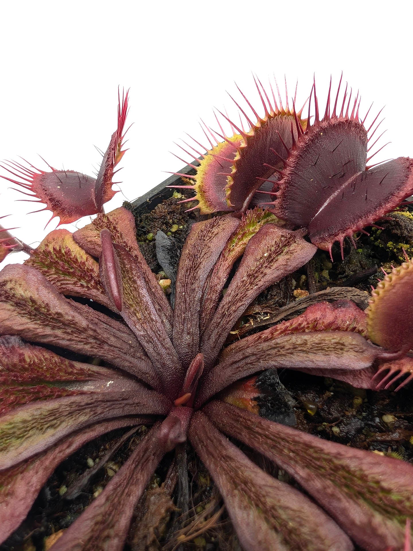 Dionaea muscipula Asura