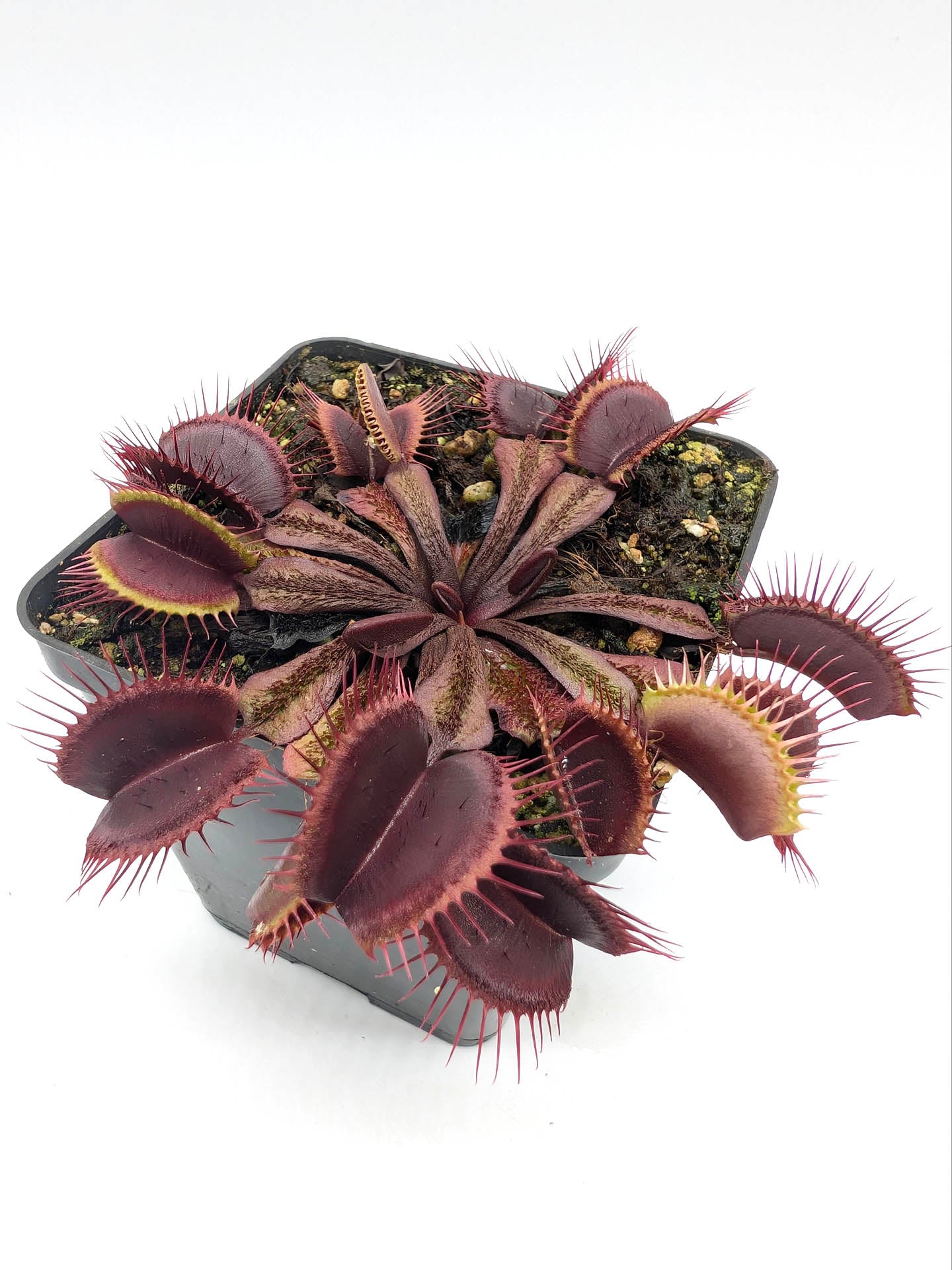 Dionaea muscipula Asura